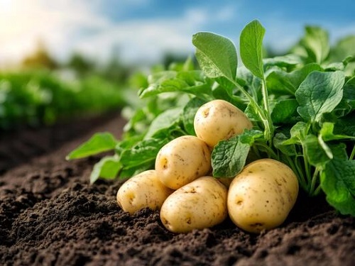fresh-potatoes-export-pune