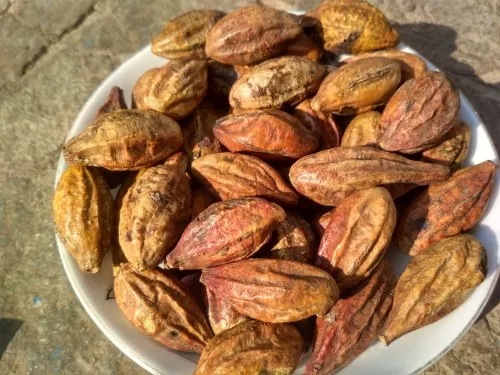 myrobalan-export-pune