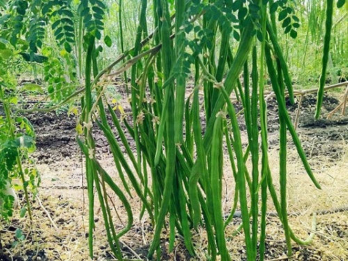 no-annual-no-drumstick-tree-plant