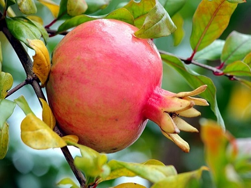 pomegranates-grow