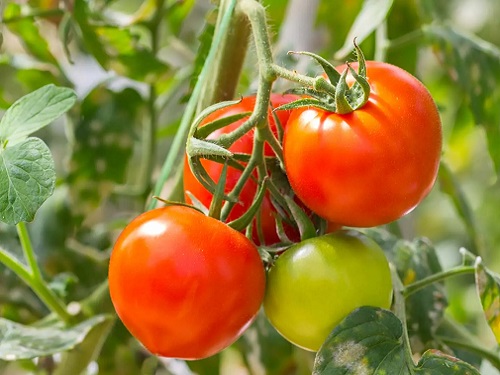 tomatoes-tomato-plant-fruit-vegetable