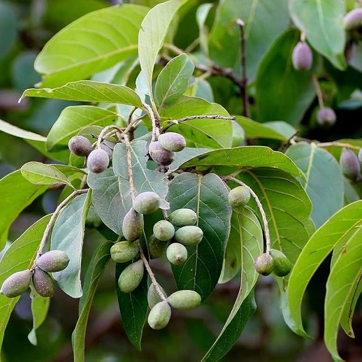 black-himej-pune-from-maharashtra