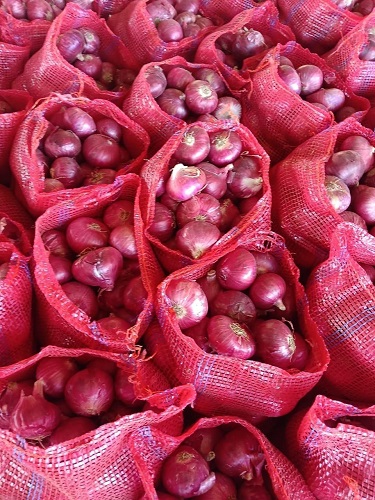 export-red-onion-from-pune