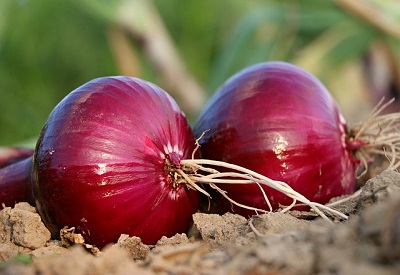 nashik-red-onion