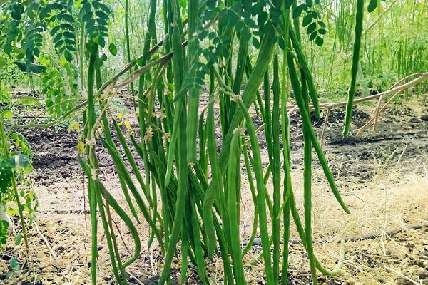 drumsticks-export-from-pune