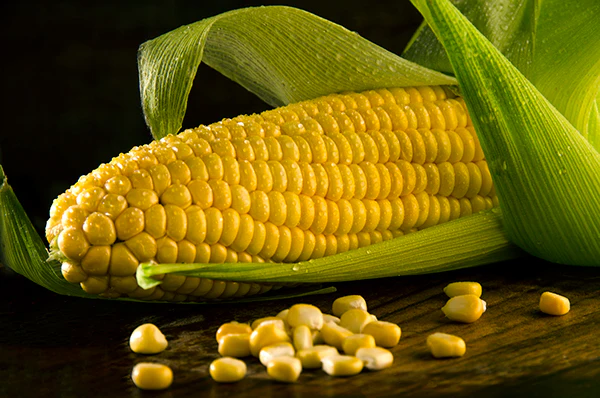 sweet-corn-export-pune