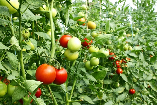 tomatoes-export-pune